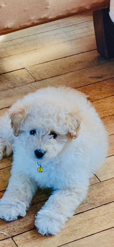 Thor is 3/4 toy poodle and 1/4 Pomeranian