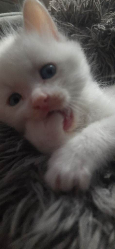 *** WHITE TURKISH ANGORA ***