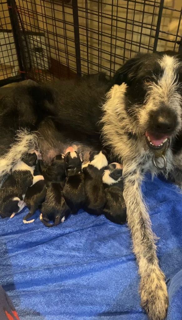 Border Collie Cross pups 8 weeks old