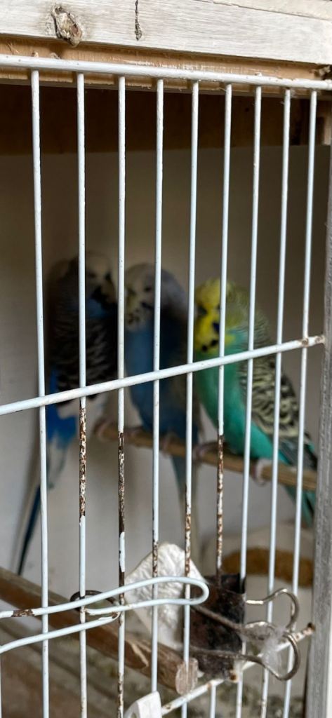 Budgies for sale 