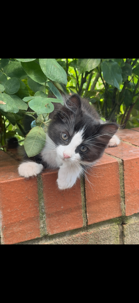     Beautiful Mixed-Coloured Kittens – 11 Weeks – Ready Now
