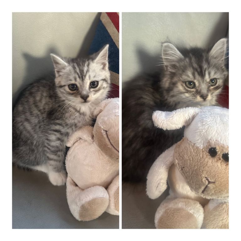 Stunning kittens for sale 