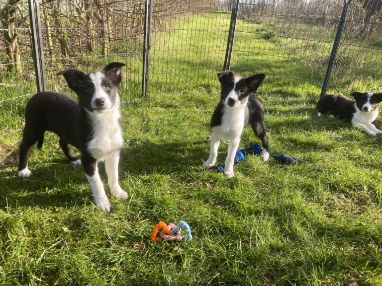Border Collie pups