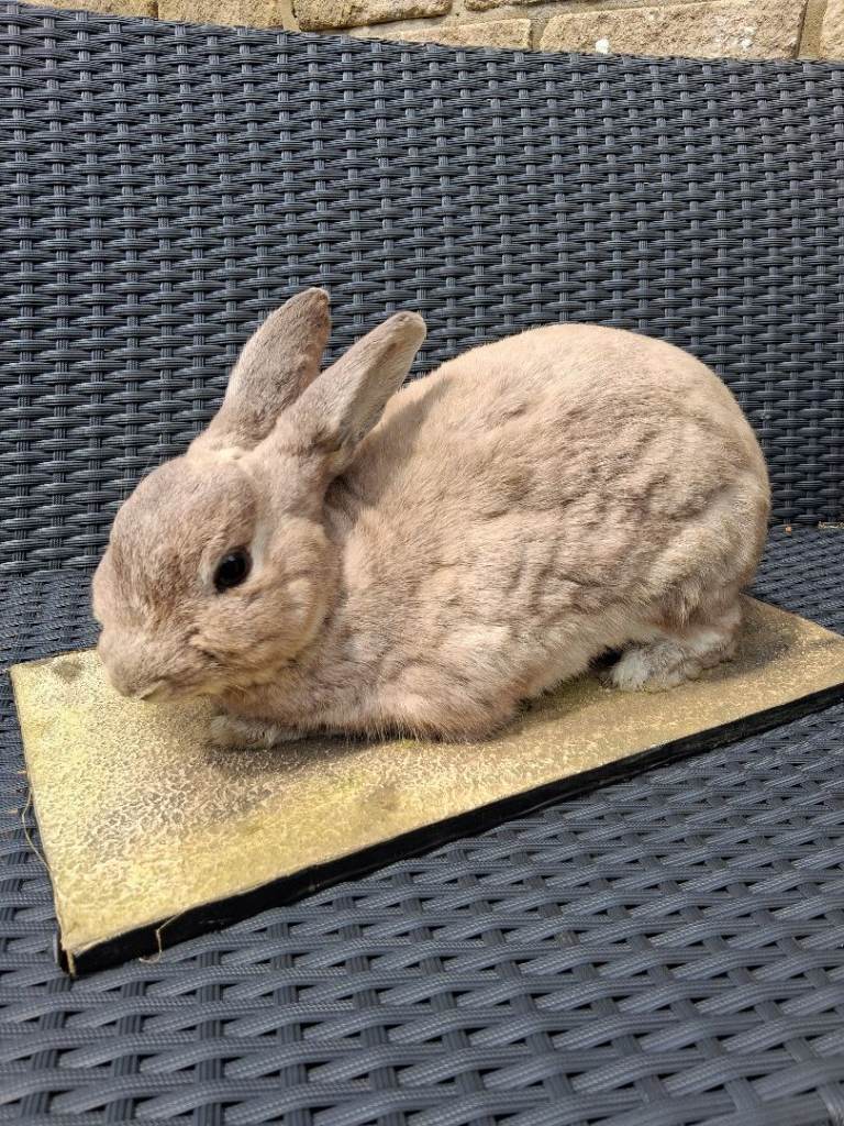 Taxidermy Stuffed Grey Rabbit on stand