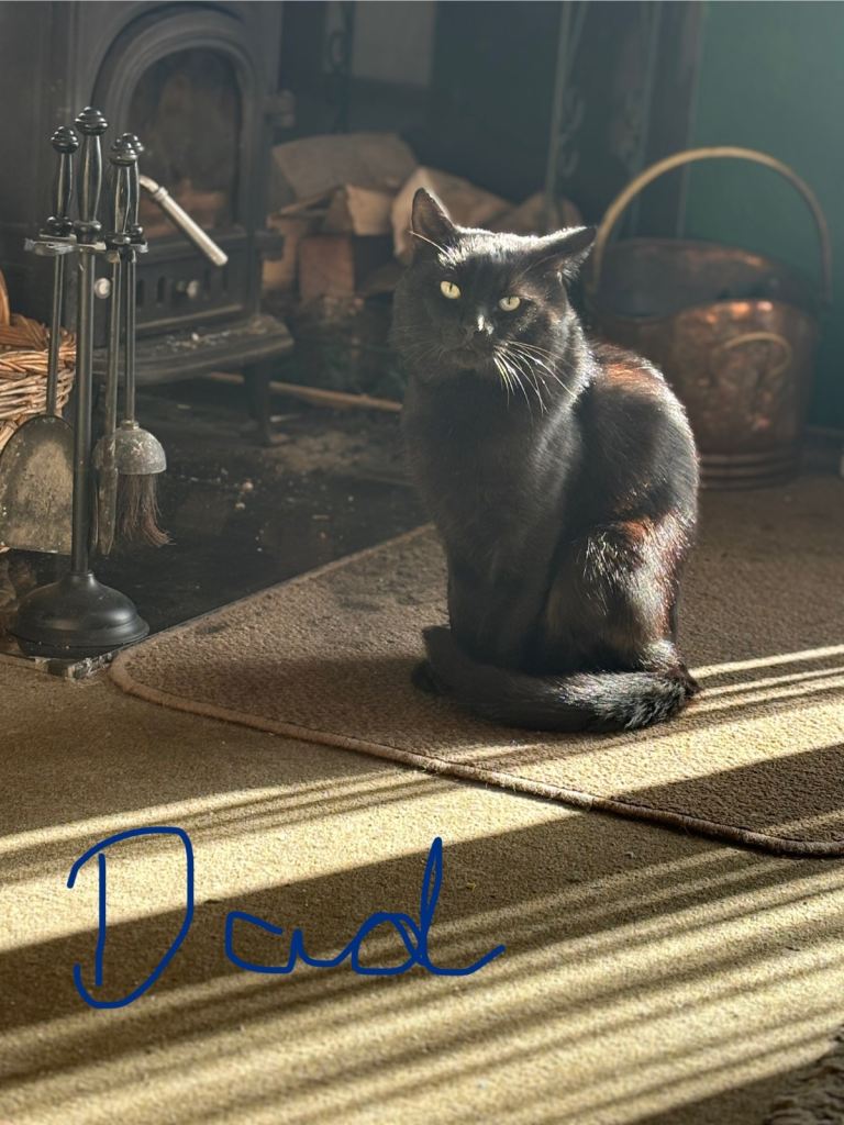 5 Kittens, ready to leave now 