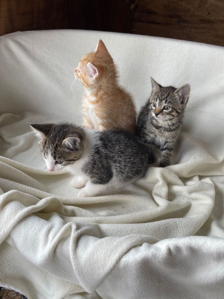 Cute kittens for sale 