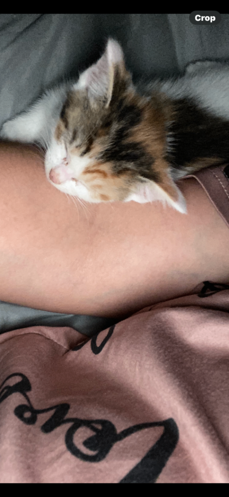 Beautiful litter of kittens