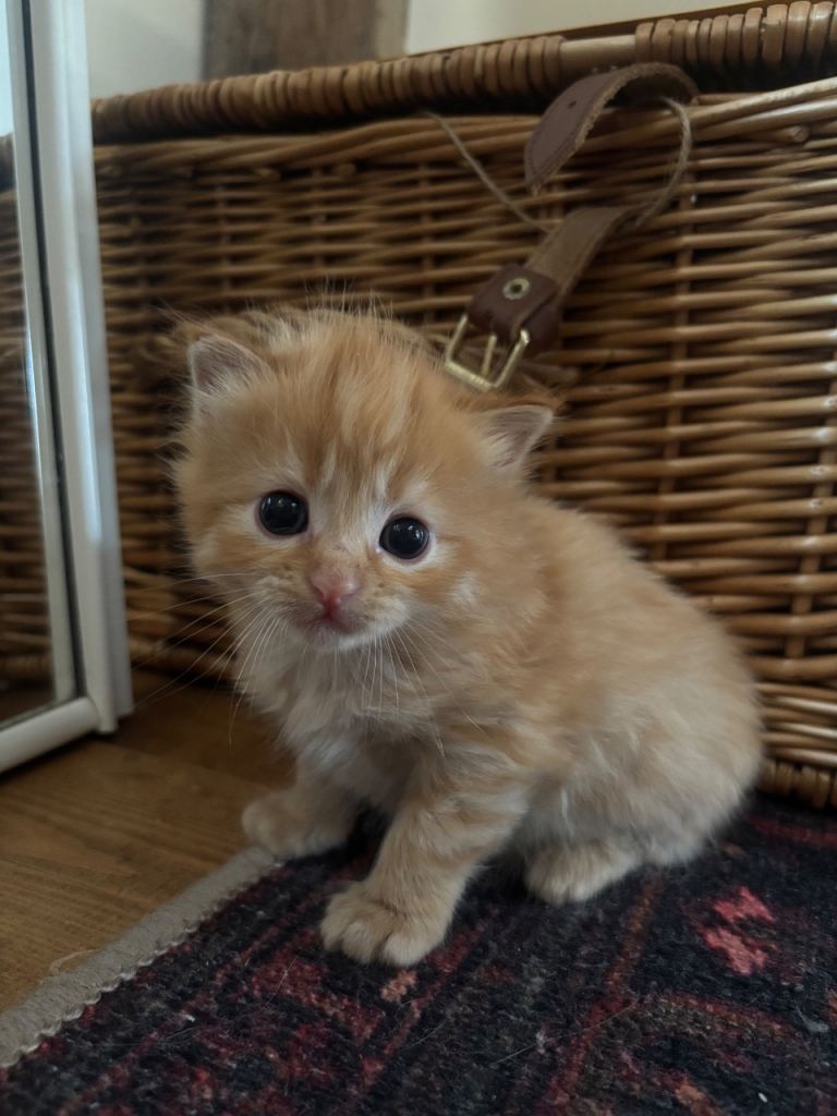 Ragdol kittens 