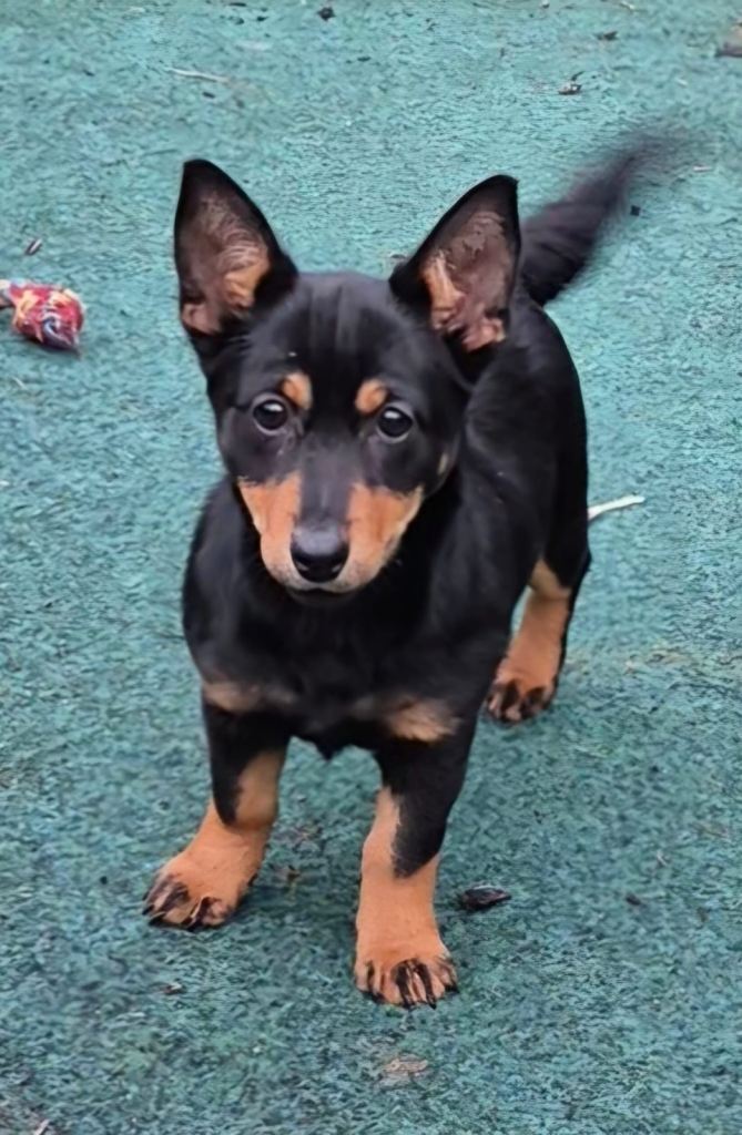 Jack Russell X patterdale 