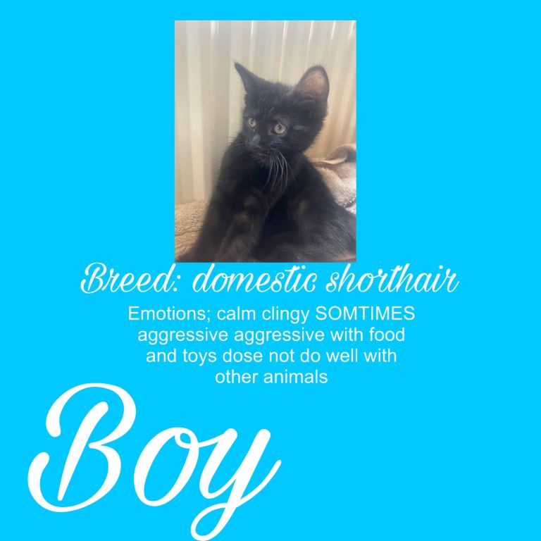 Kittens for sale 