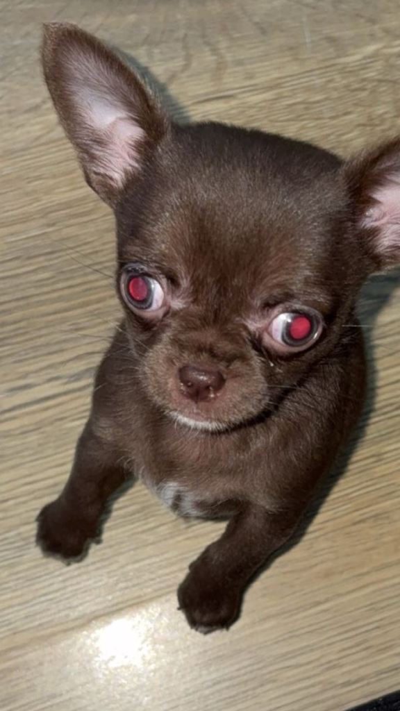 chihuahua puppy girl