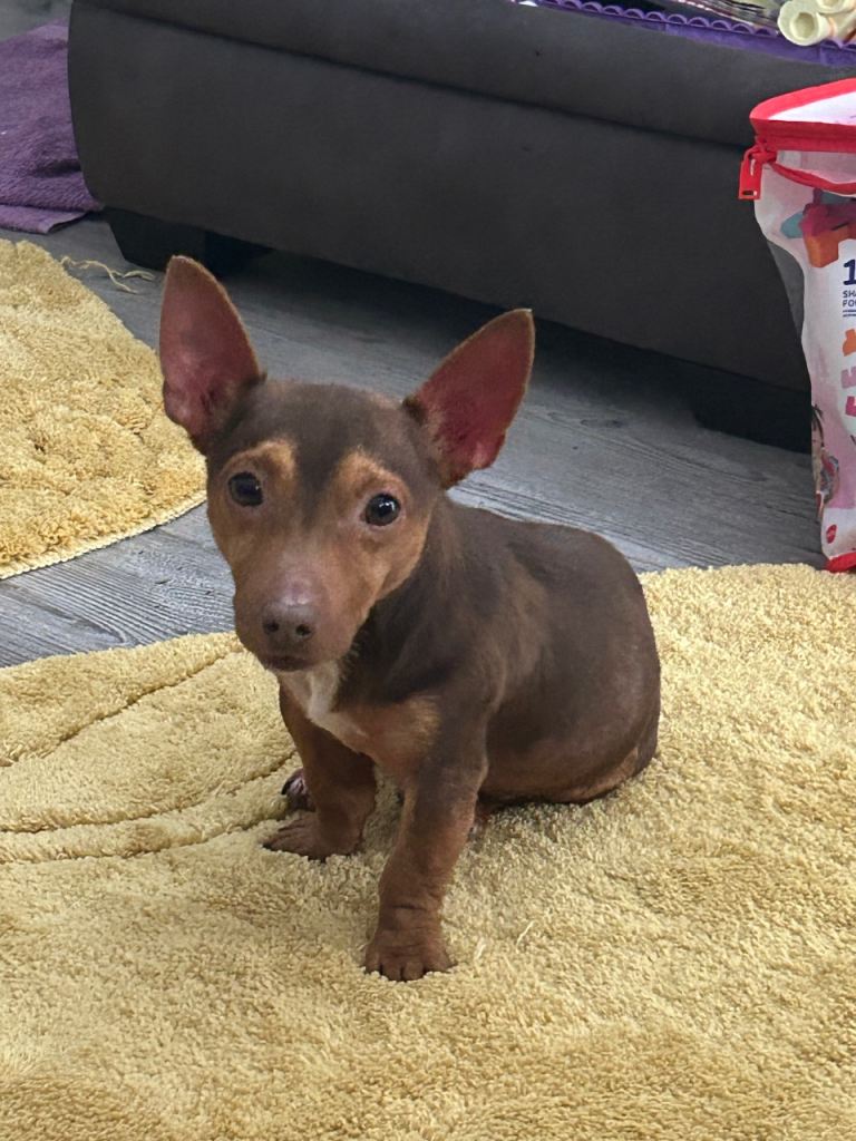 Jack russell