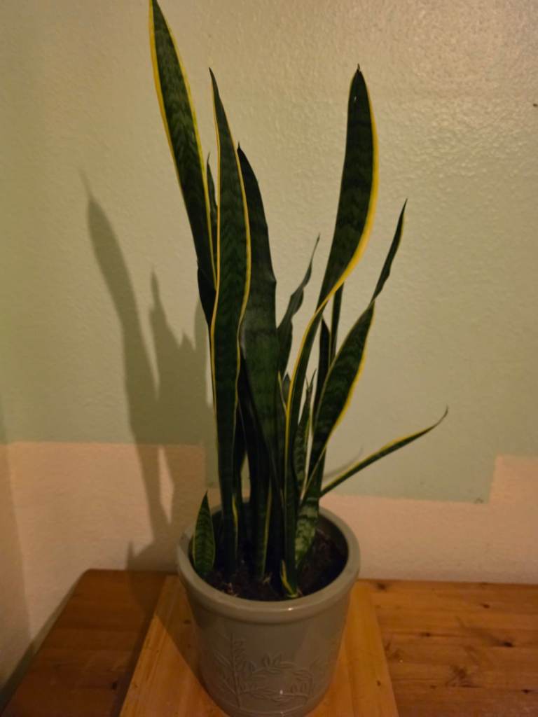 Tall Snake Plant (Sansevieria) - Over 75cm in Ceramic Pot