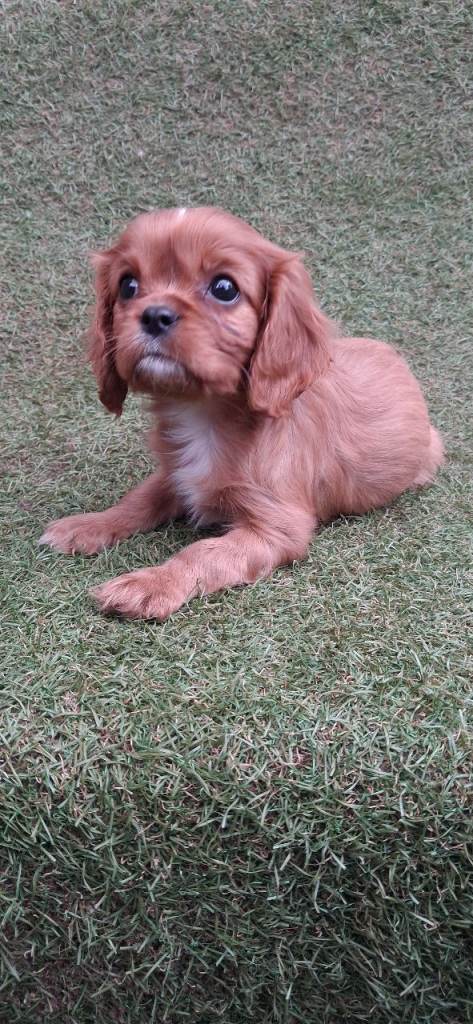 King Charles cavalier pups 