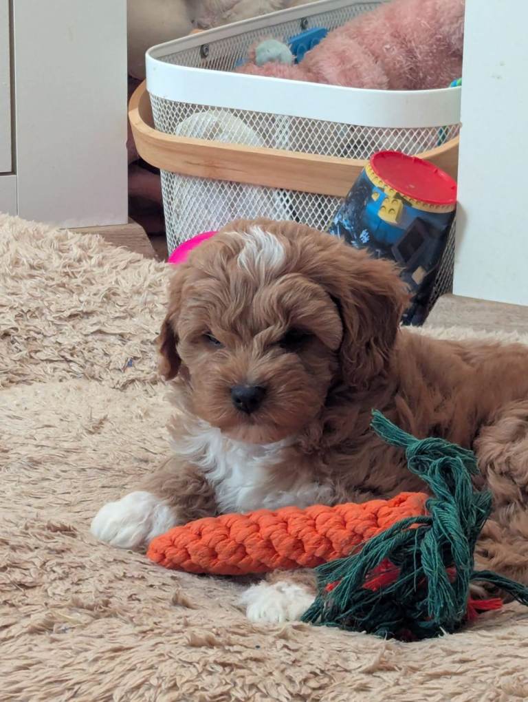 Cavapoo Cuties