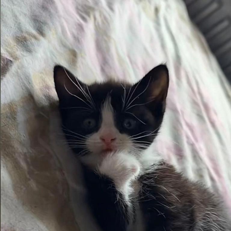 Black and White kitten