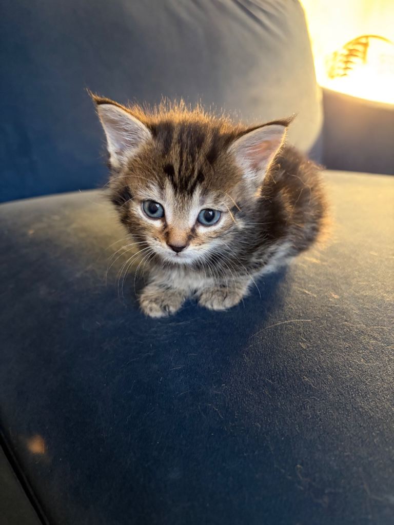 Beautiful litter of mixed kittens 