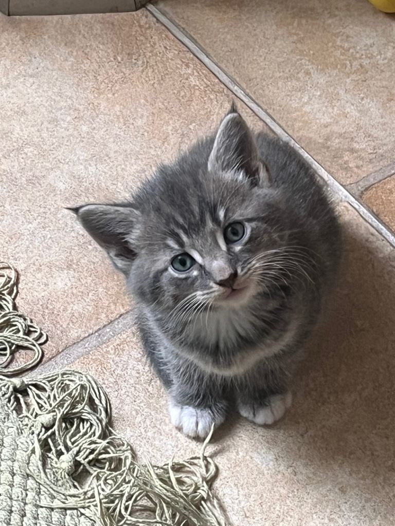 sweet natured cute kitten