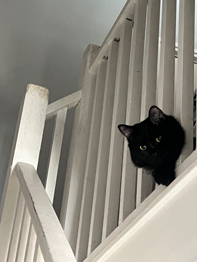 Make and female cats for rehoming 