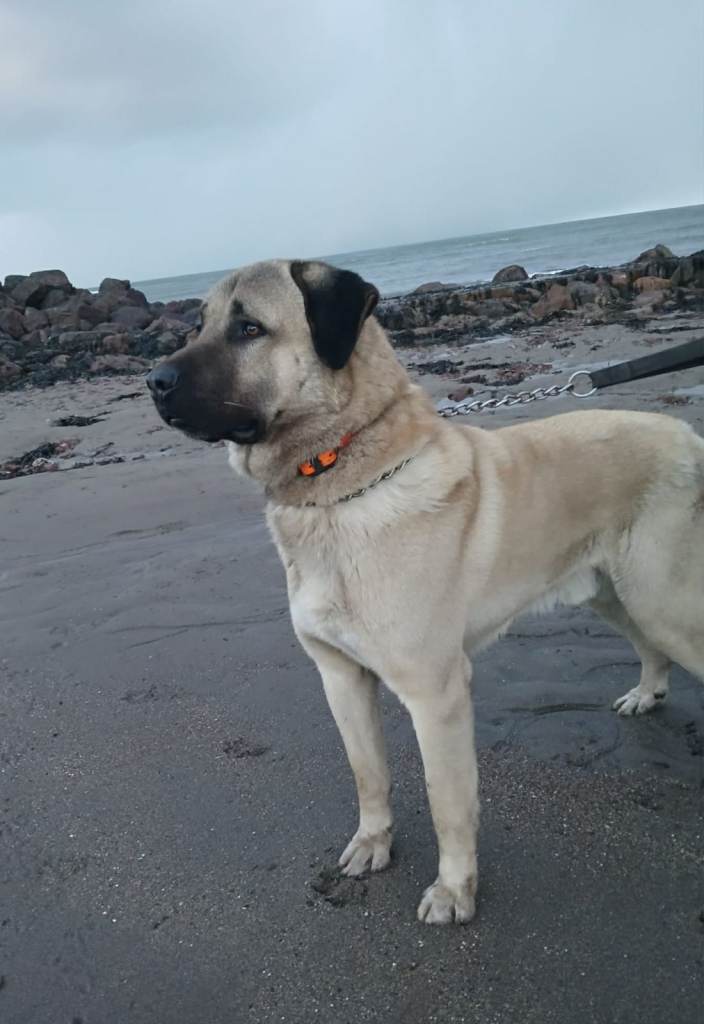 PEDIGREE TURKISH KANGAL PUPPIES!