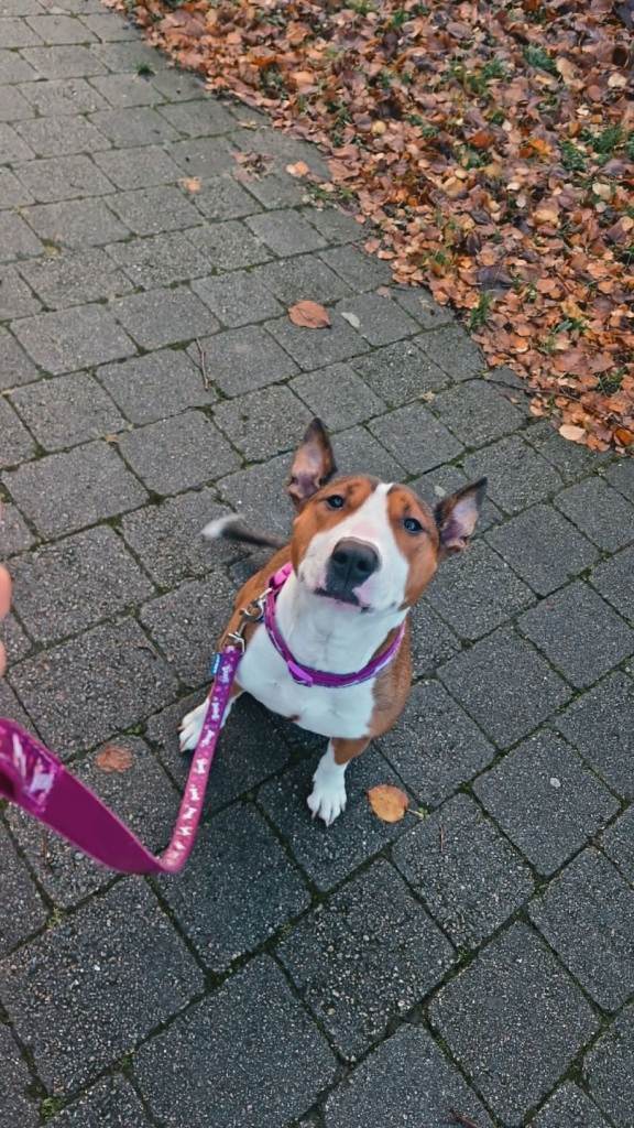 Dog for sale. Good homes only. 