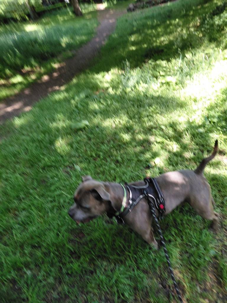 For sale male dtsfg