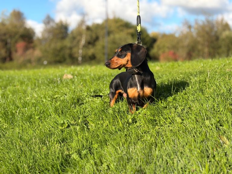 Miniature Dachshund