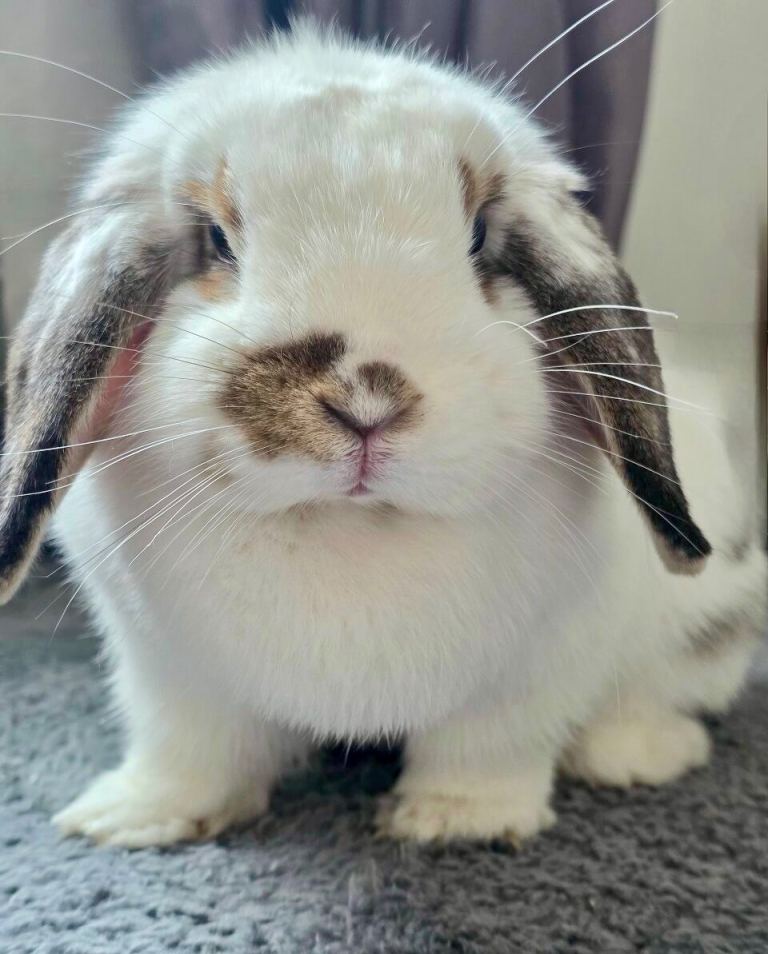 3 Year Old Female Lop Rabbit