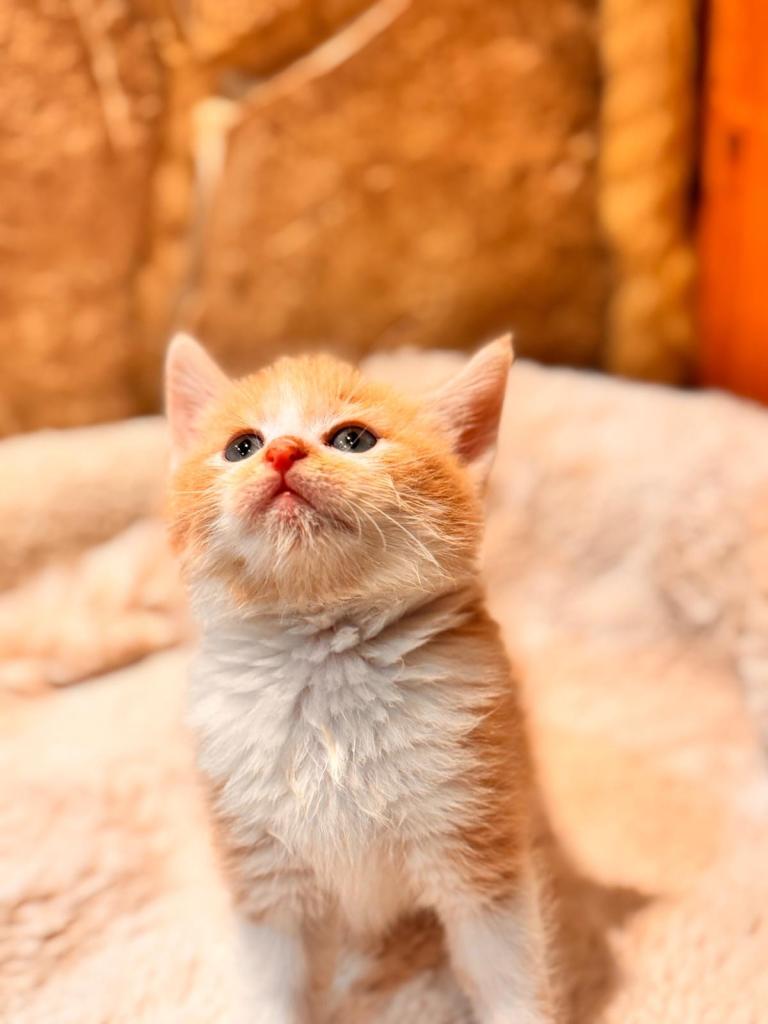 6 beautiful kittens ready to go 