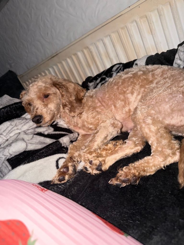 Cavapoo female adult 