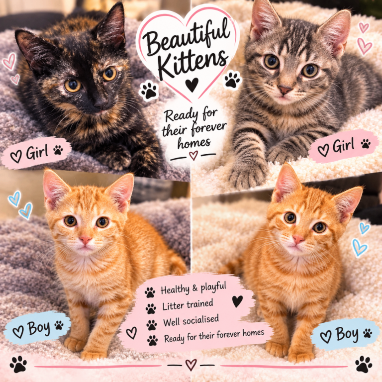 3 kittens left too left gone 🩷