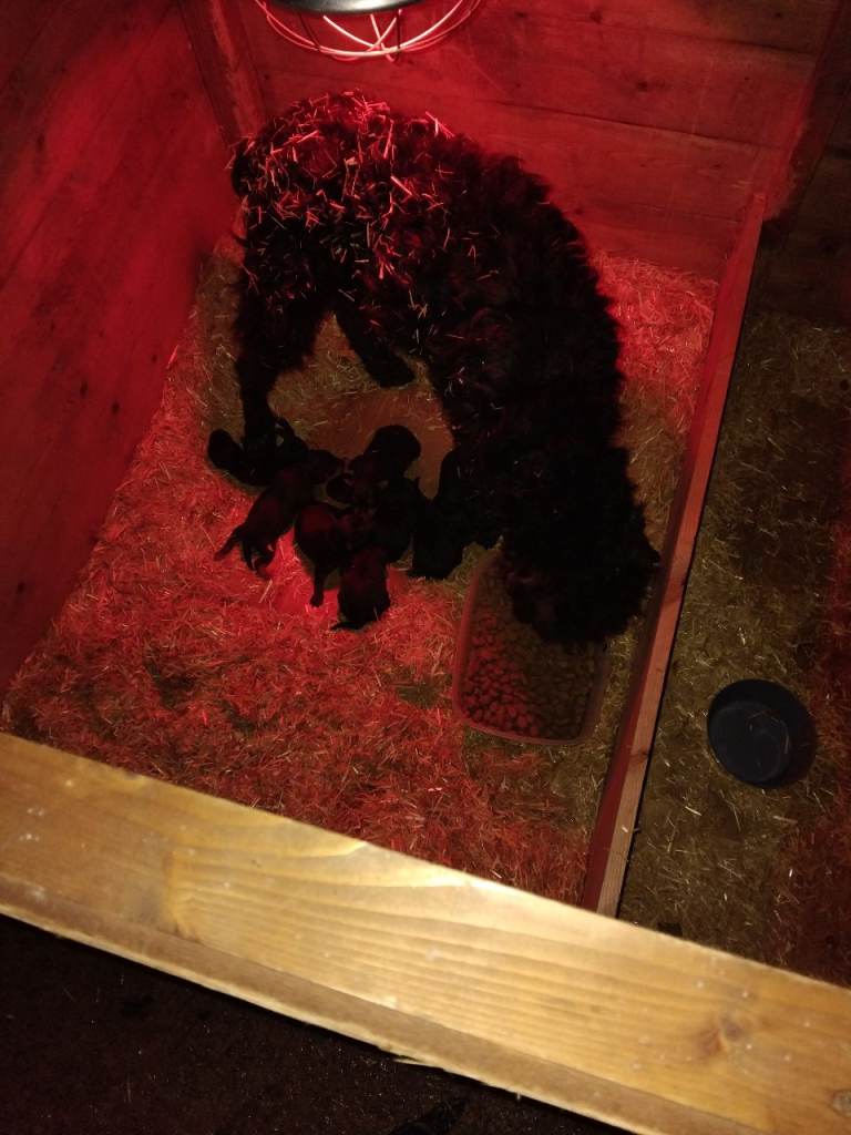 2 lakeland terrier pups for sale 