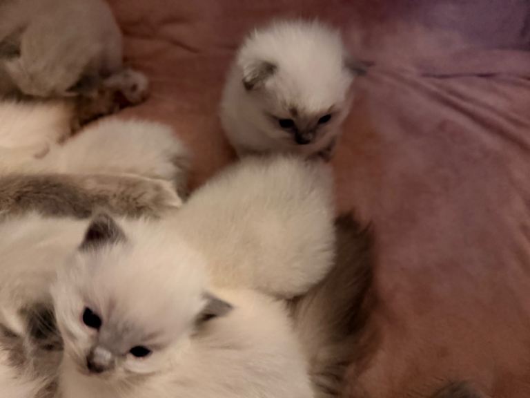 Ragdoll kittens
