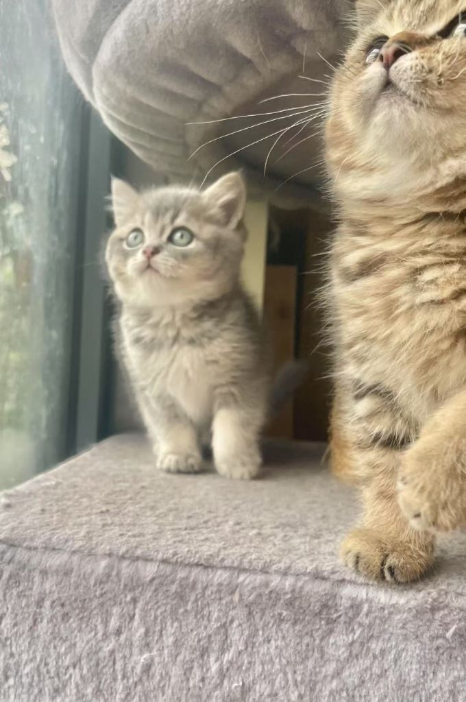 Pure breed lilac golden boy
