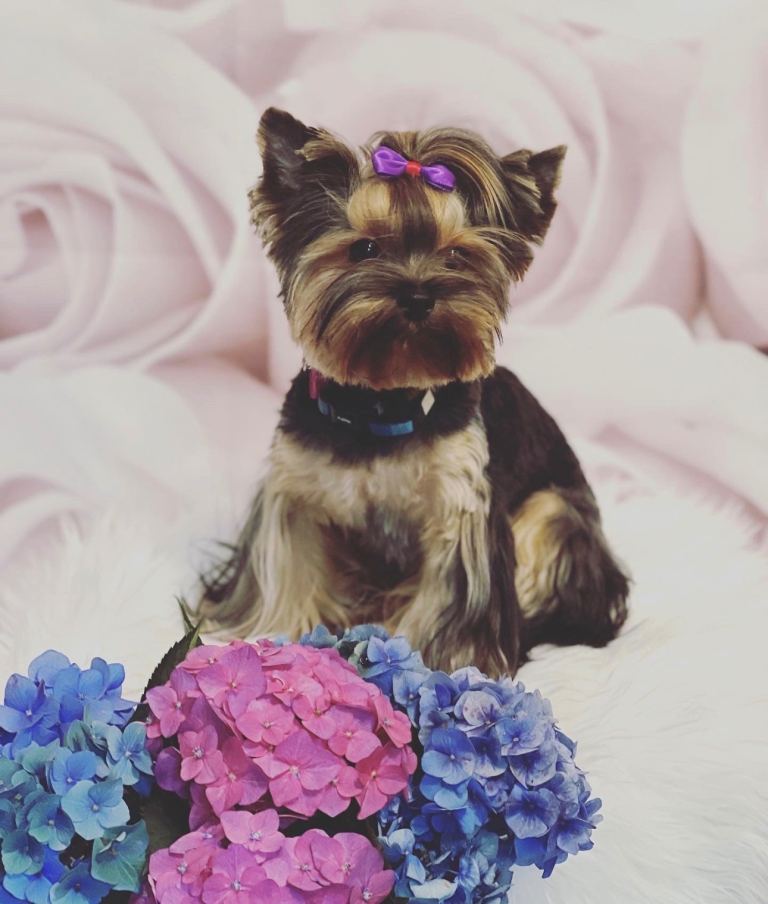 QUALITY KC REG Yorkshire Terrier Puppies