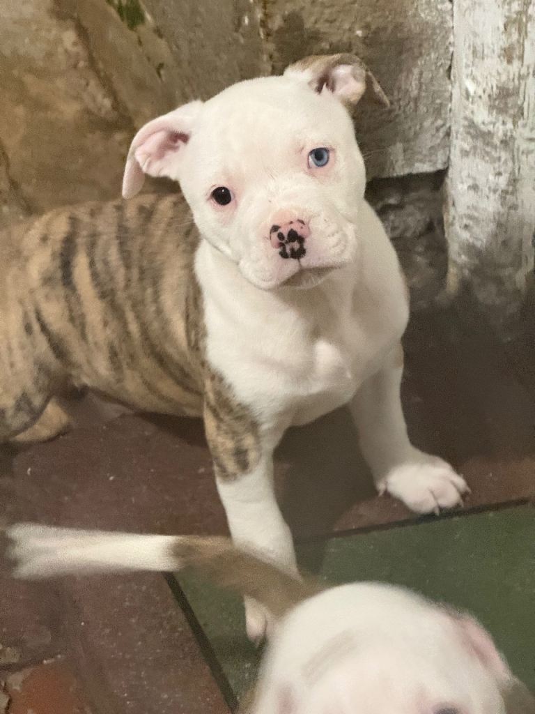 american bulldog puppies