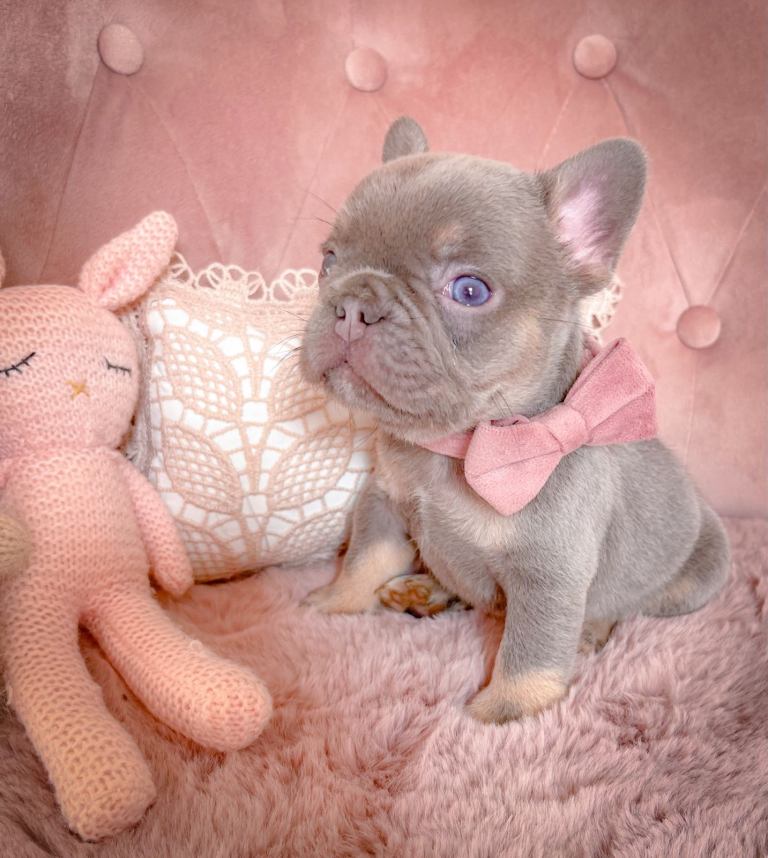 💞LILAC&BLUE💞