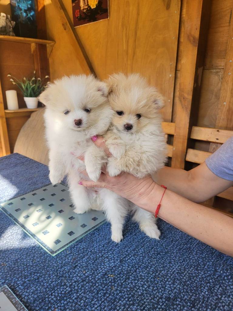 Beautiful pomeranian puppy ready to go