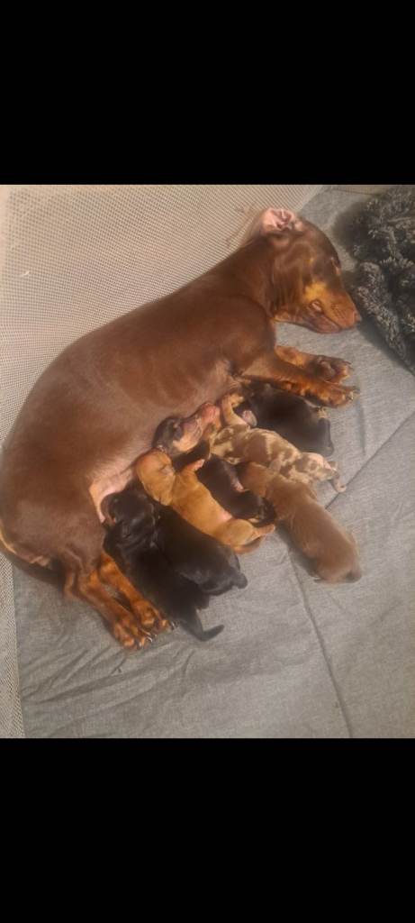 Miniature dachshund puppies