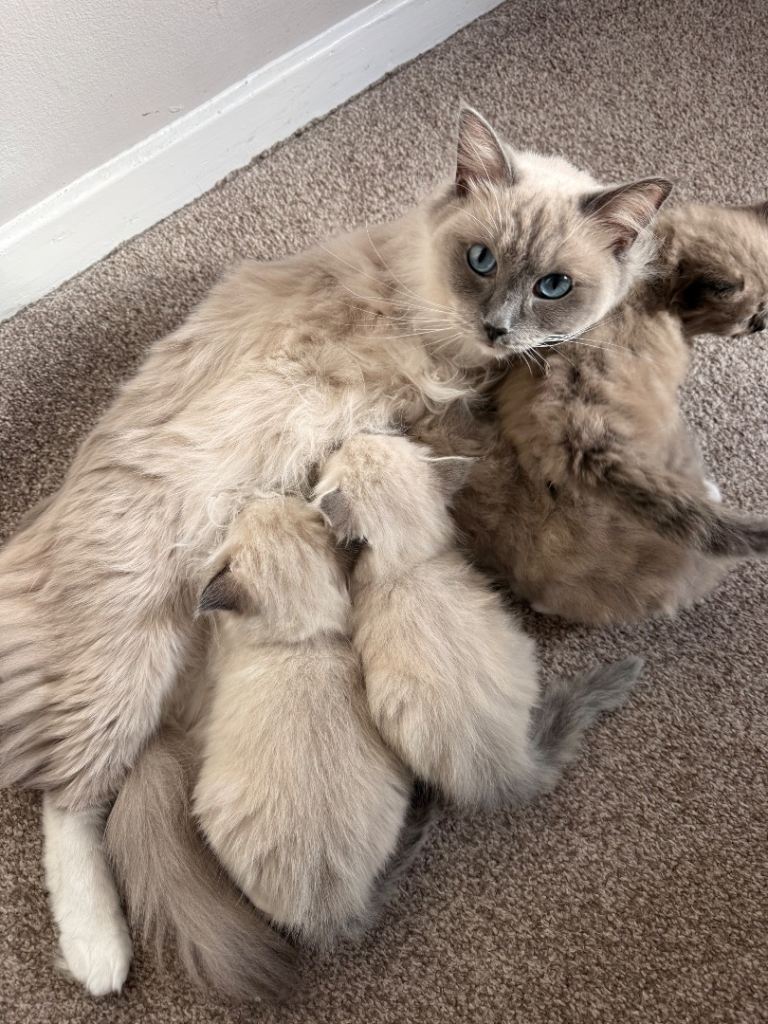 3 female Ragdoll Kittens 