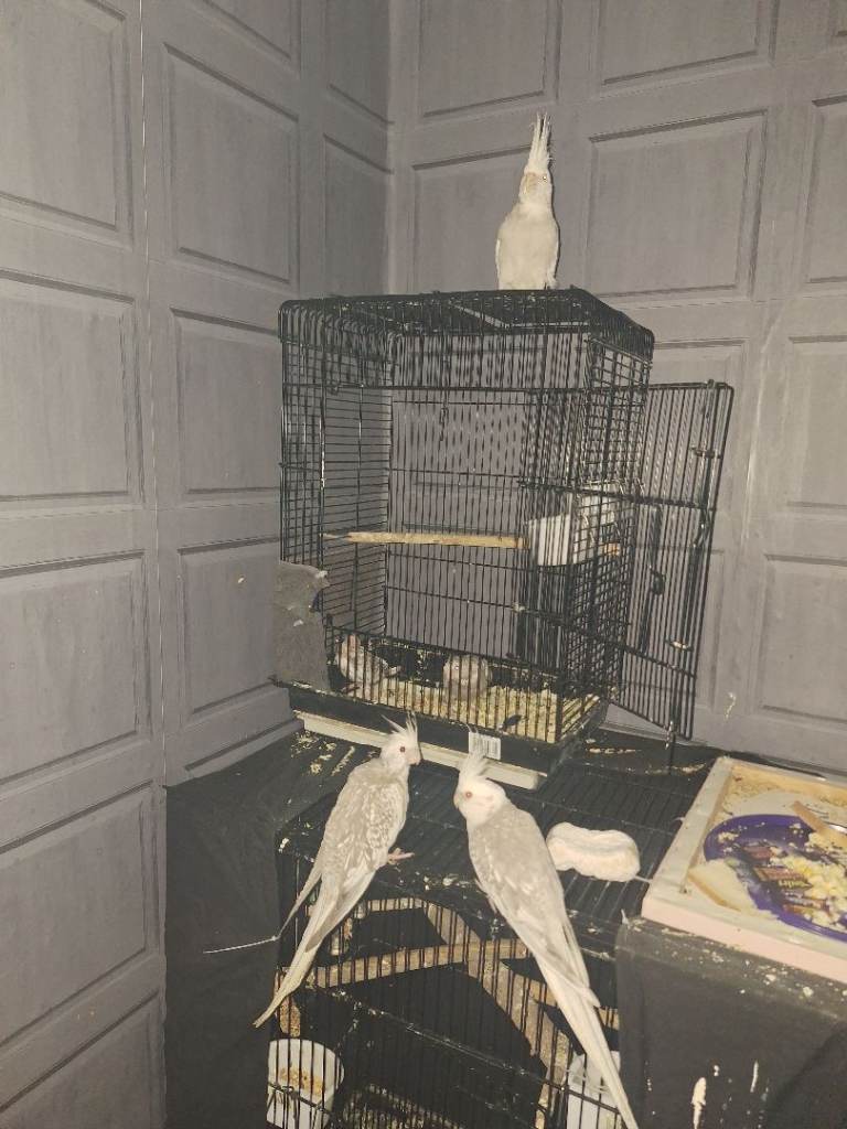 Cockatiels 