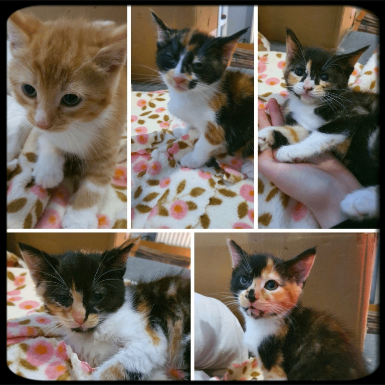 Kittens for sale 