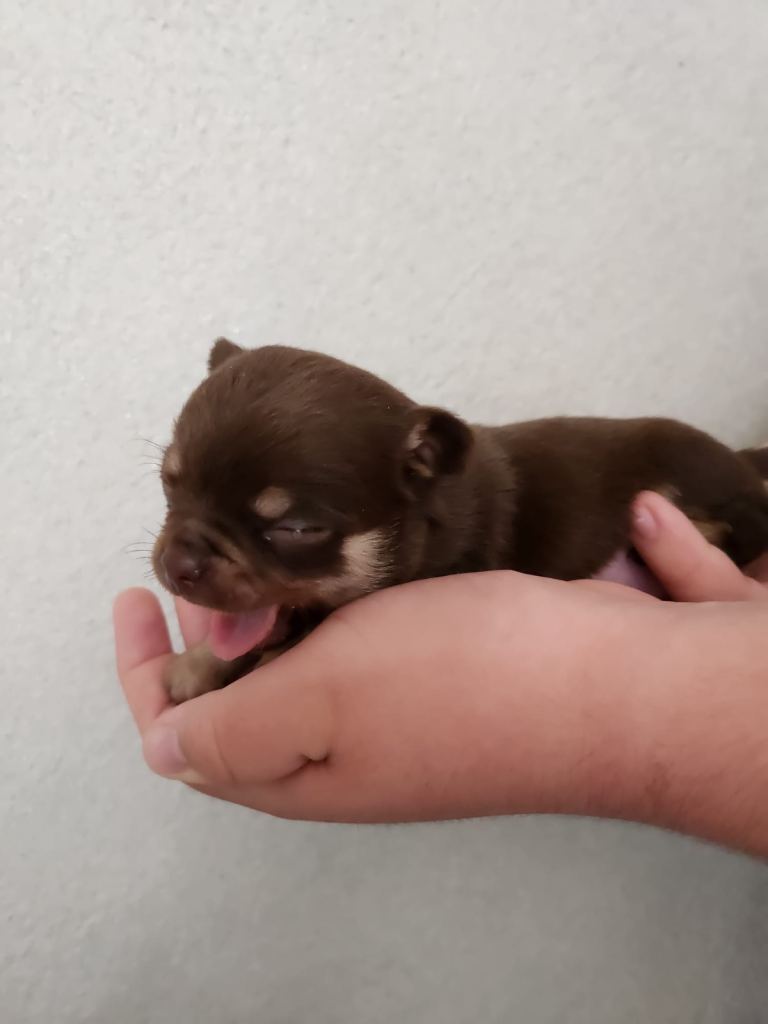 Chihuahua for sale 