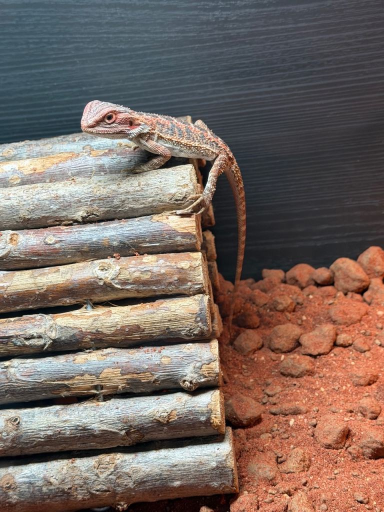Bearded dragon and full setup