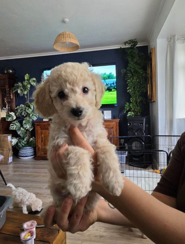 🐾 Beautiful Toy Poodle x Cockapoo Girl - 9 Weeks Old