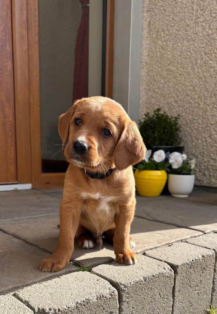 Adorable Setter–Lab Mix Puppies