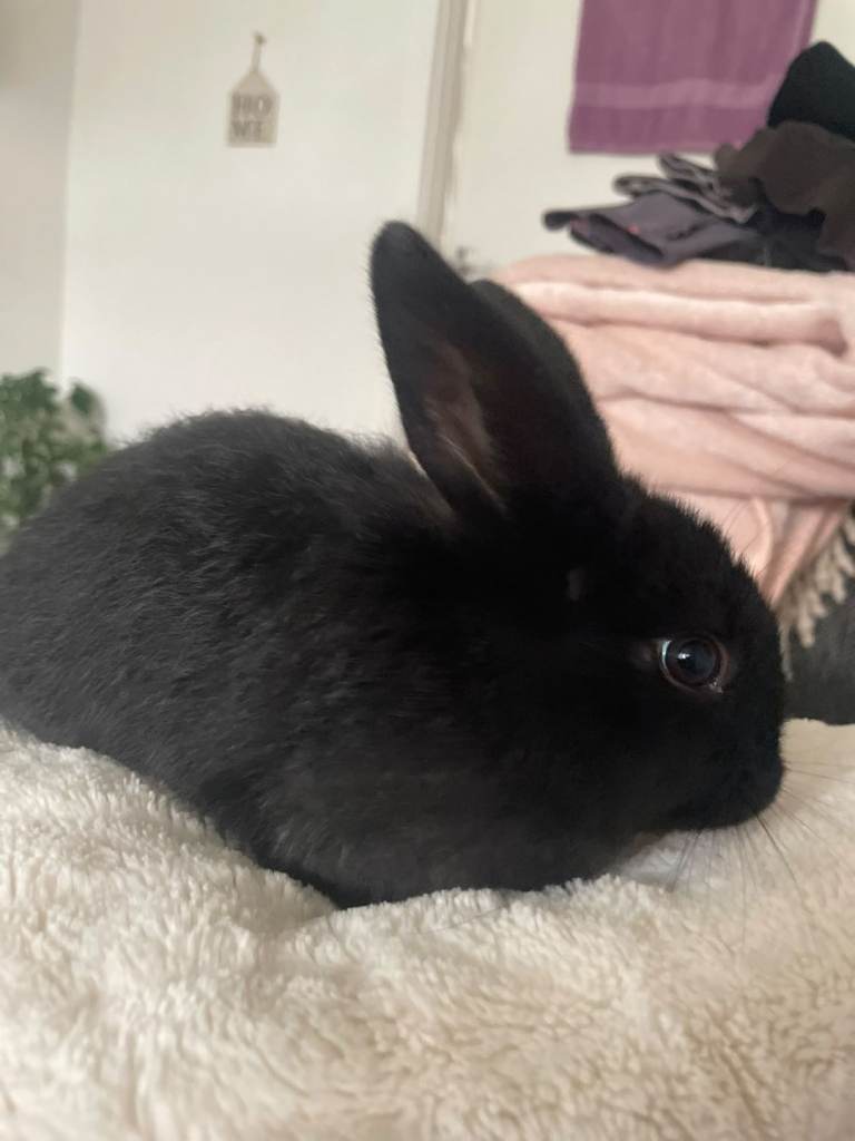Minilop x baby bunnies 