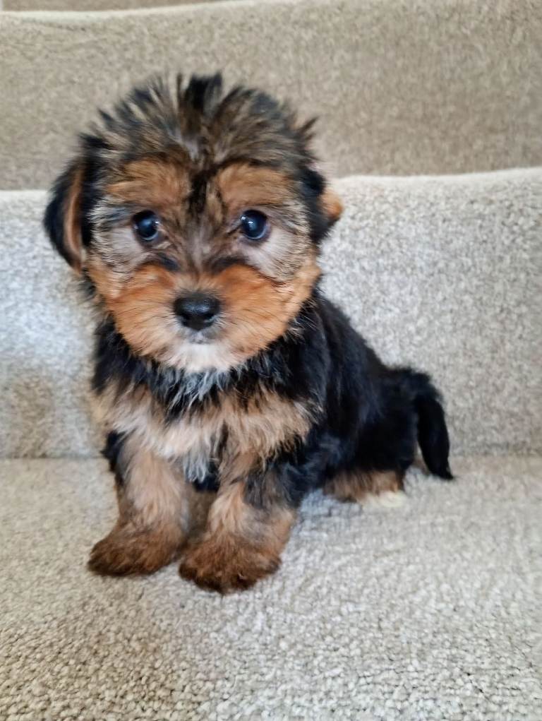 Yorkshire terrier pups for sale