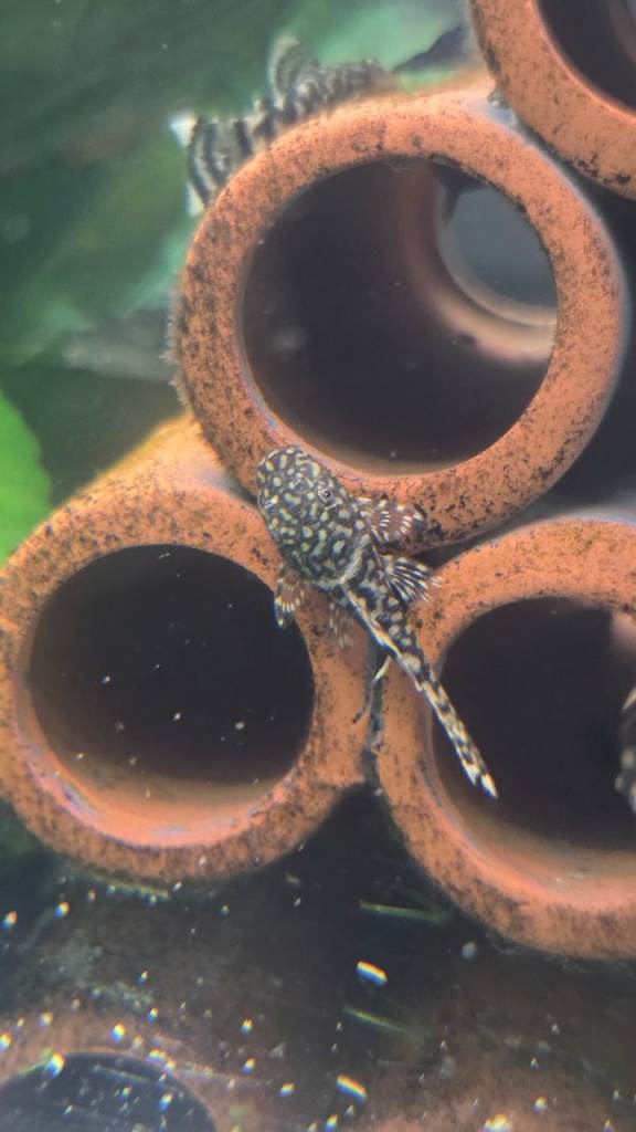Bristlenose plecos (peppered)