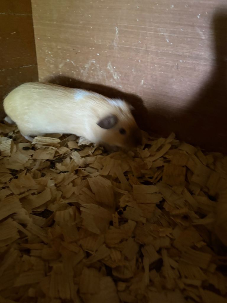 Guinea pigs available